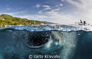 Whale shark,Santander,Philippines by Girts Kravalis 